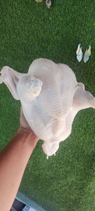 Мясо домашнего бройлера