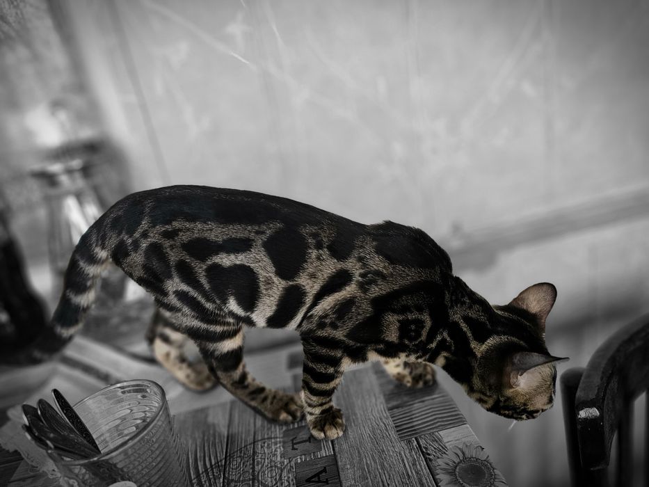 Бенгальская кошечка