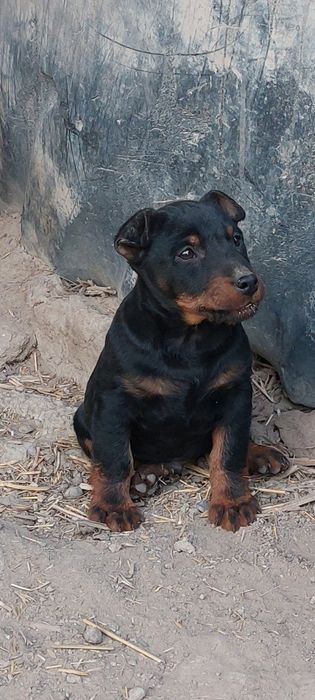 Продам щенка ягдтерьерар