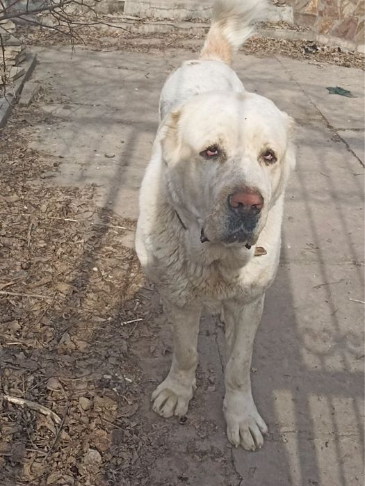 Алабай болалари сотилади !