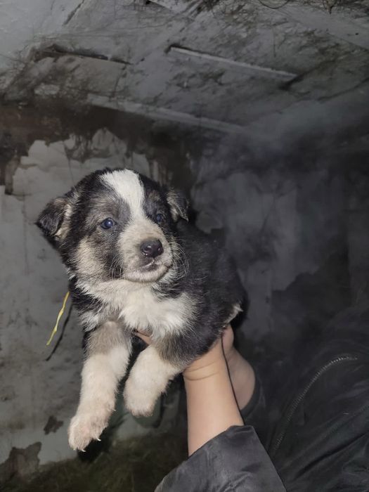 Классные щенки ищут дом и доброго хозяина