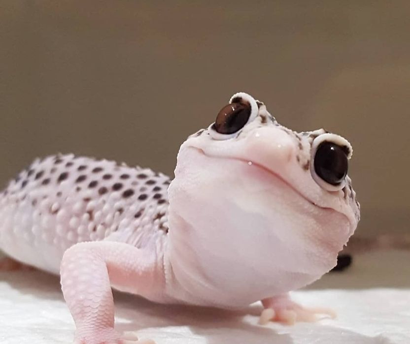 Геккон Эублефар, ящерица