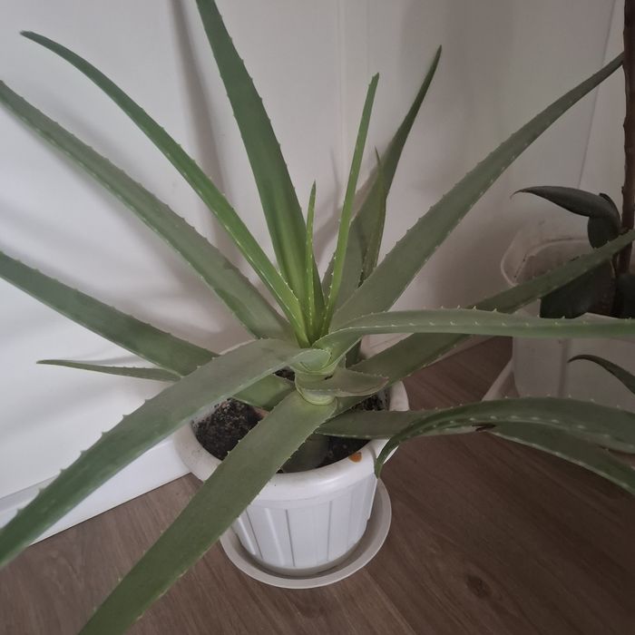 Алоэ Вера растения