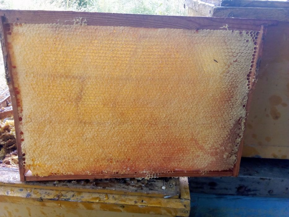 Продам мёд 1кг 3000тг