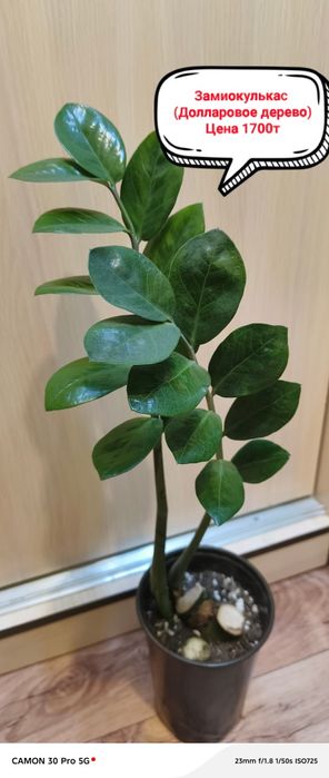 Продам комнатные цветы!