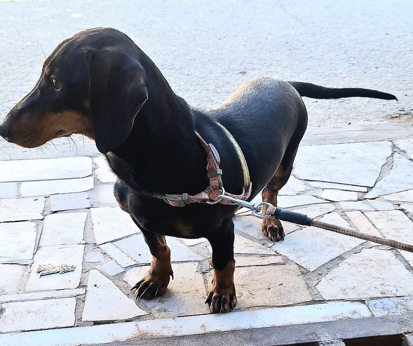 Собака Такса сотилади.