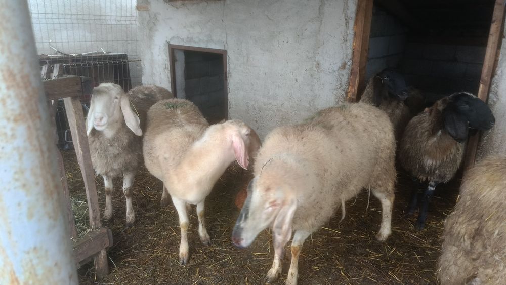 Oi Bergamasca de vânzare