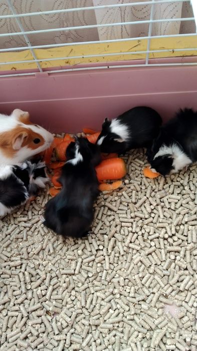 Морские свинки-щенки