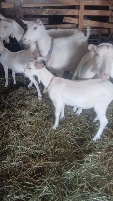 Vand iezi rasa Sannen