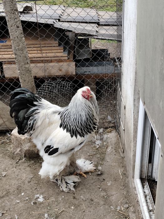 Vând păsări și puii de rasă Brahma