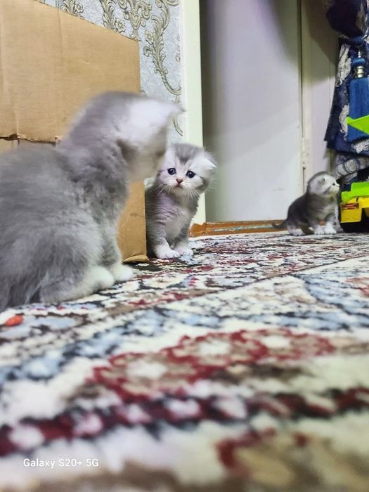 Мушукчалар сотилади