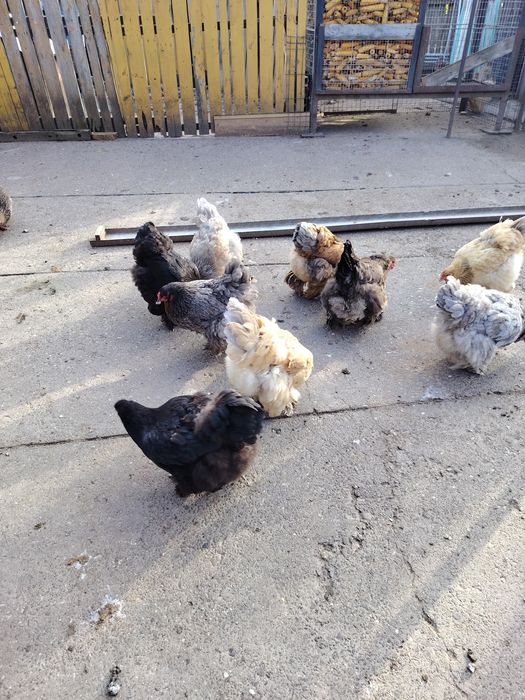 Brahma găini de aproximativ un an