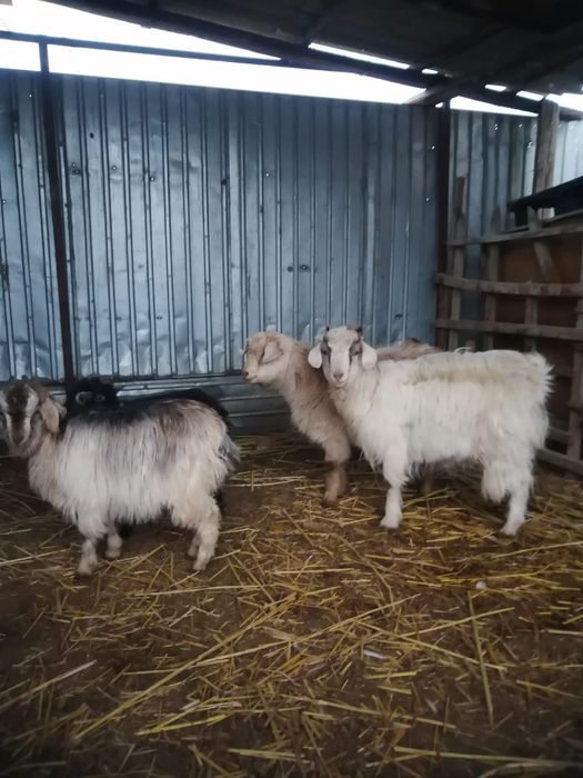 Ешкі туша, лақтар