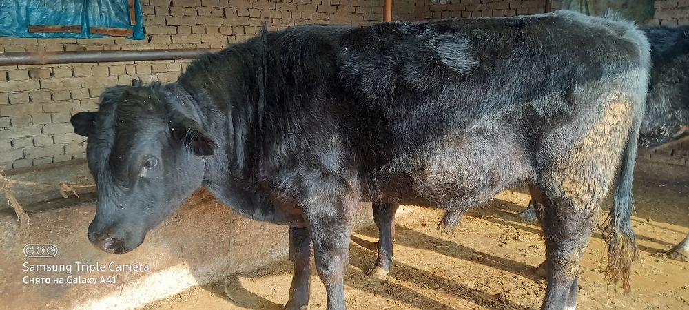 Зотли Ангус бука