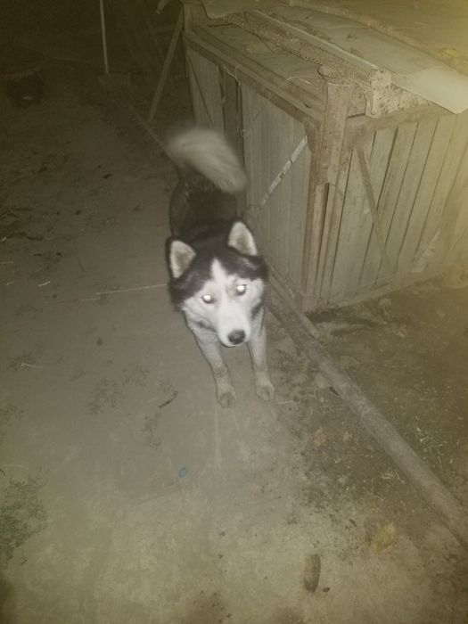 Zor soglom toza kuchuk