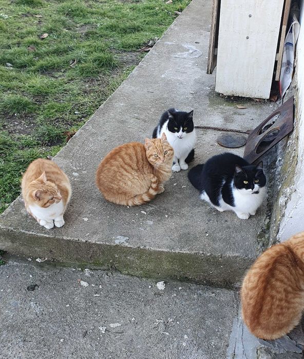 Рижави котета на 6 мес. търсят дом