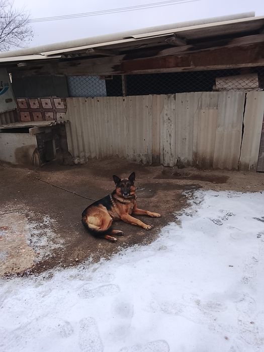 Продам овчарку немец