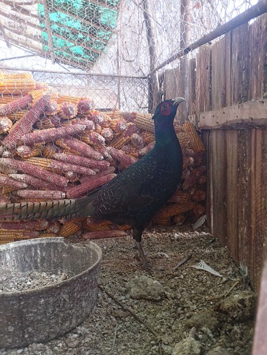 Vând Fazani / găini / porumbei de rasa