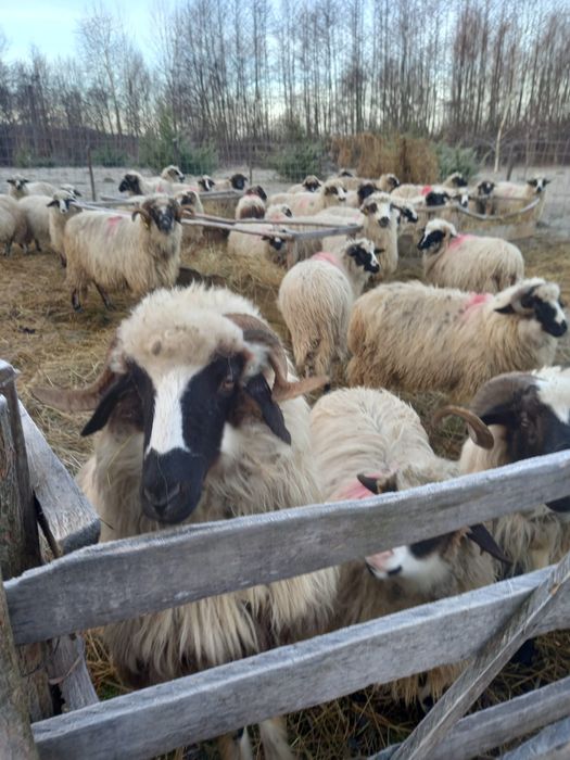 Oi cu miei de vânzare detali la telefon