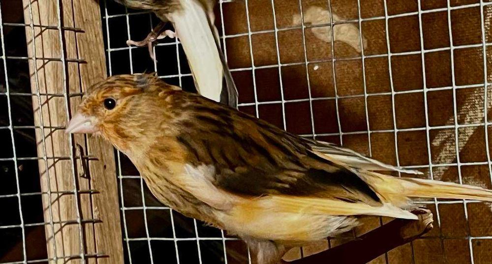 Канари Орфей  и цветни 2025г.