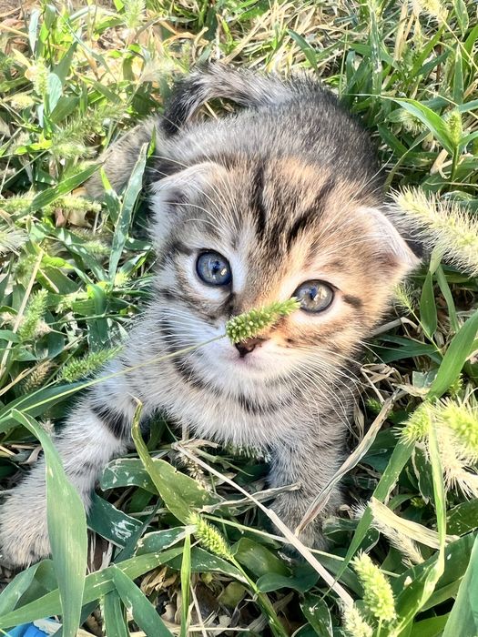 Марғау, котенок девочка