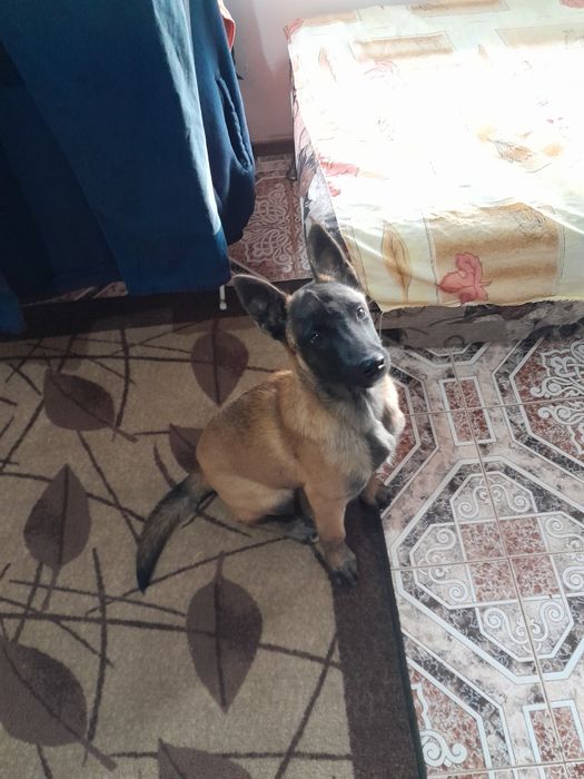 Белгийска овчарка малинуа