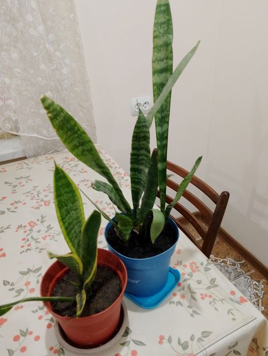 Сансевиерия два вида