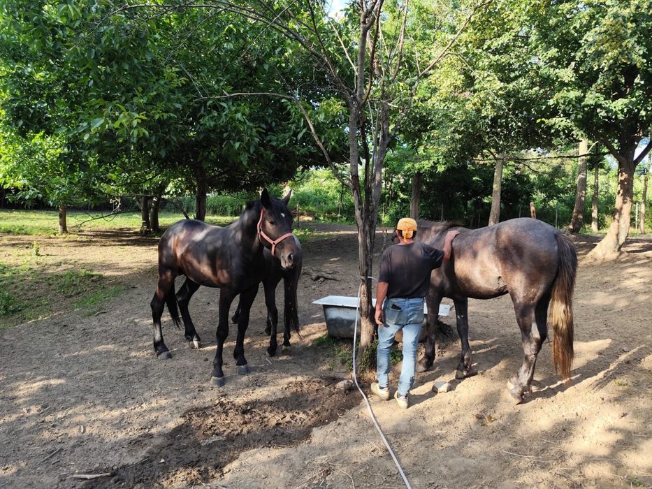 Cai si manzi de vanzare vine intretinuti