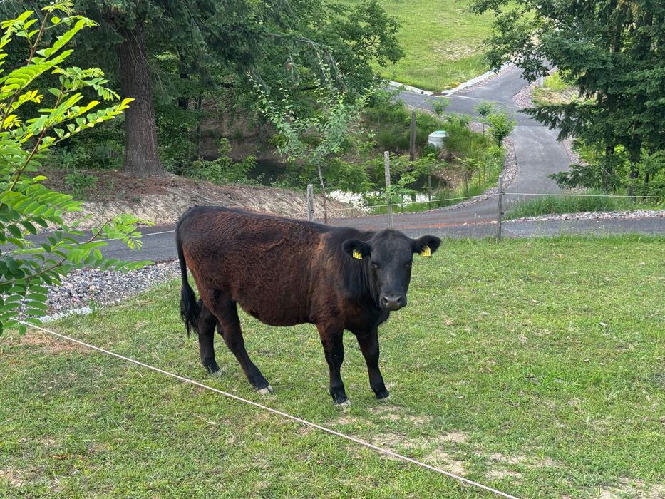 Vând Black Angus