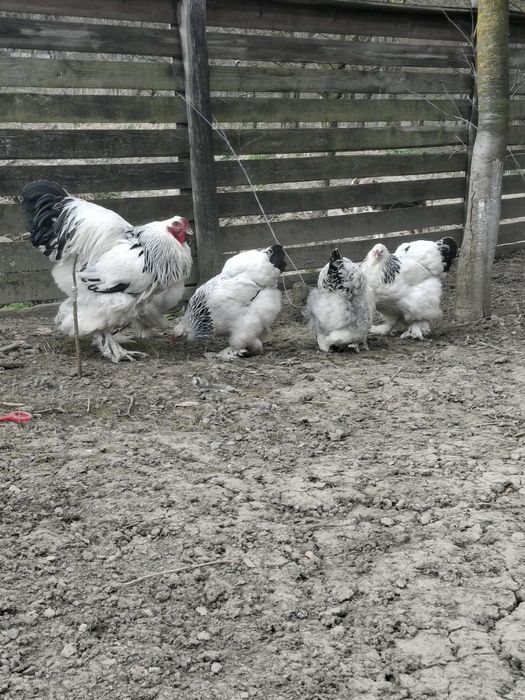 Oua brahma de incubat