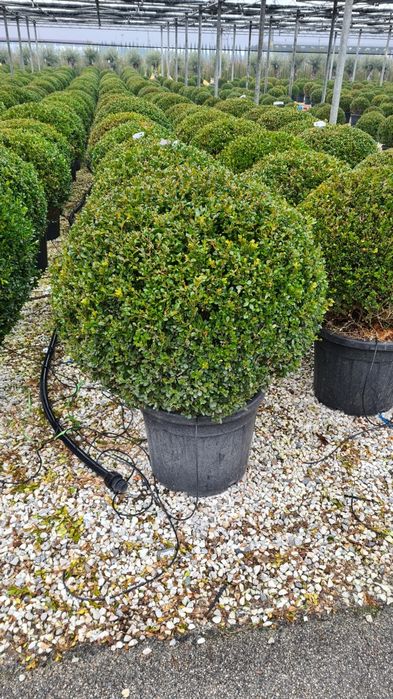 Buxus cryptomeria japonica