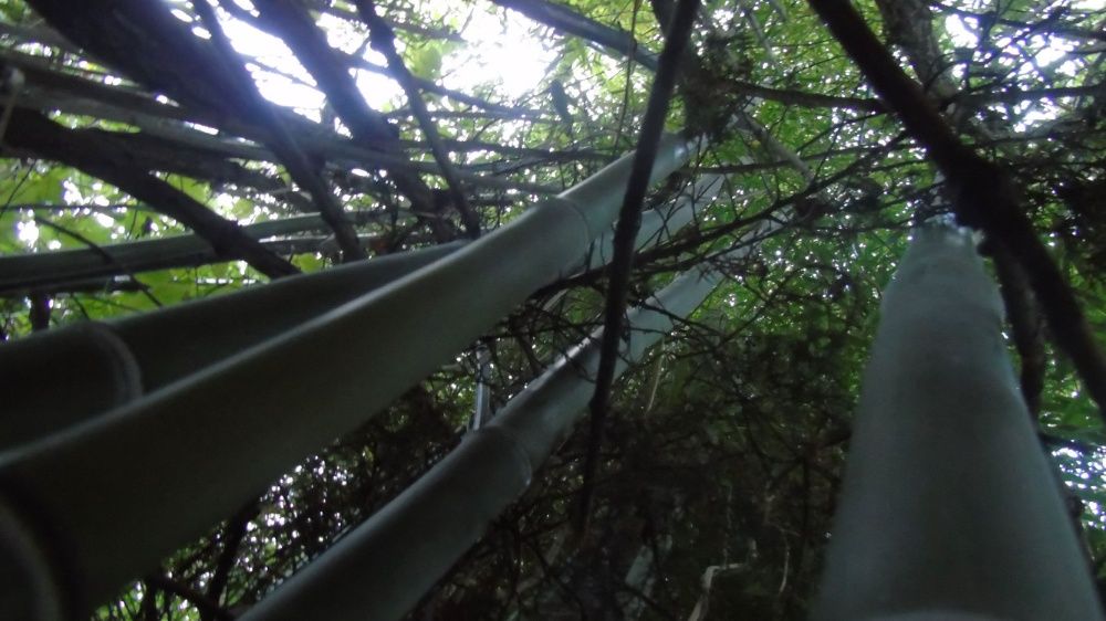 !!!САКСИЯ!!!Бамбук прихванат в саксии!