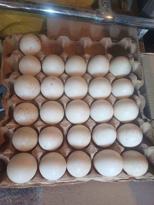 Продам яйцо утиное