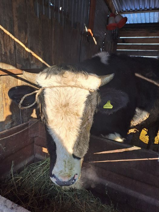 Продам быка 1,5года