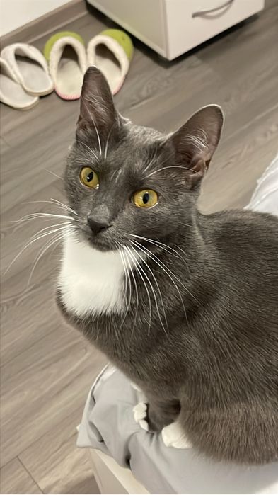 Donez pisica in varsta de un an si trei lui !