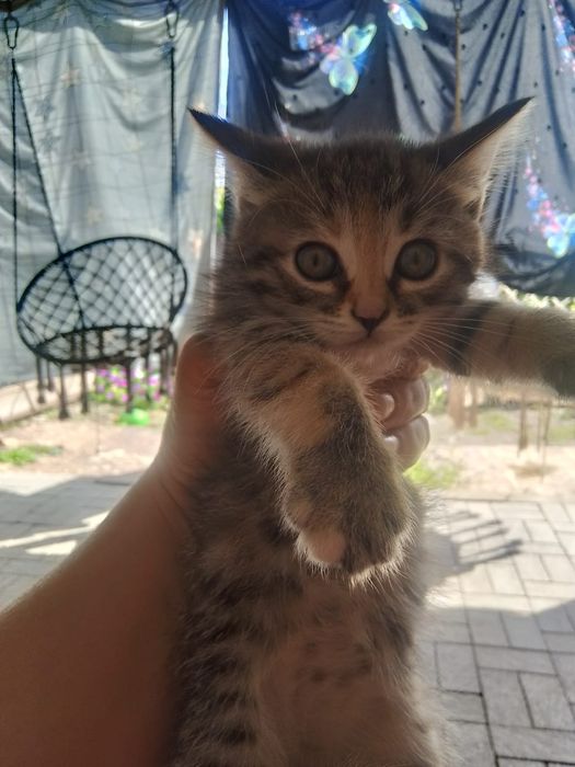 Отдам в хорошие руки котят