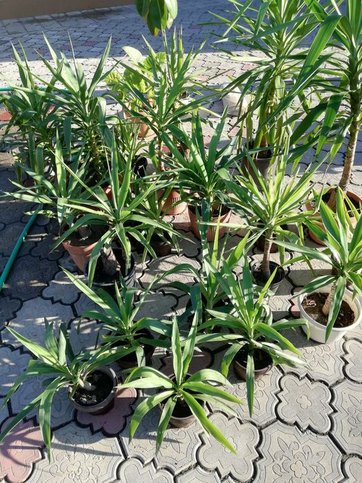 Vand yucca plante decorative interior