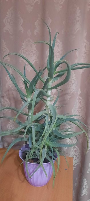 Алоэ лечебное продаю