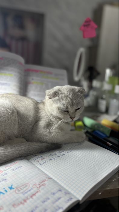 Шотландская вислоухая кошечка