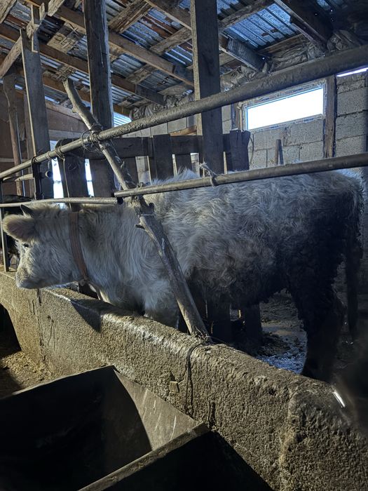 Тайынша сатылады 11 айлық.