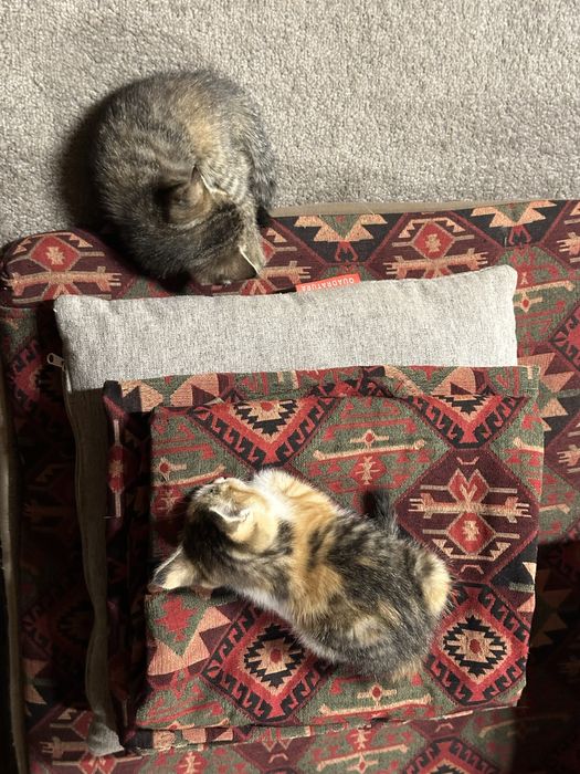 Отдам котят (3) в добрые руки