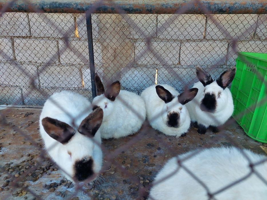 Kaliforni quyonlar sotiladi.