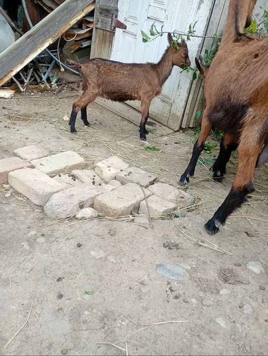 Vând iadă  alpin și ied sannen