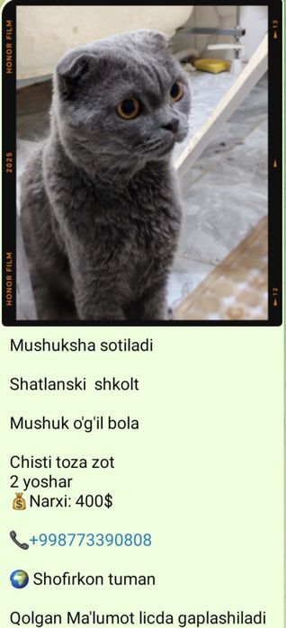 Shatlaniski Shkolt Mushukcha Sotiladi Kami bor