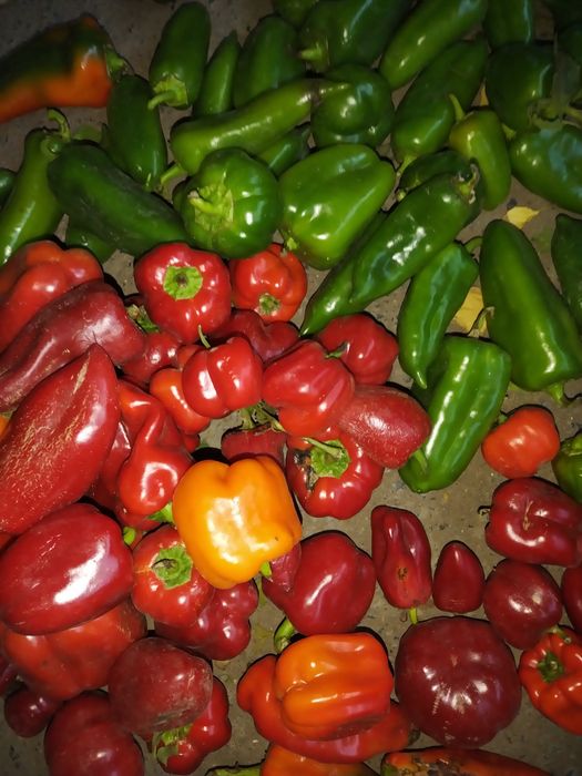 Продам перец, чеснок