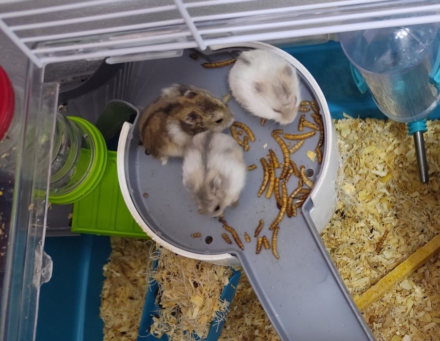 6 Pui de hamsteri