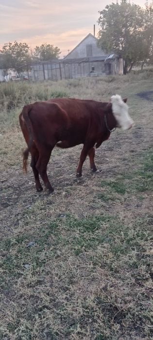 Продам корову. Белоголовая.  Один отел.
