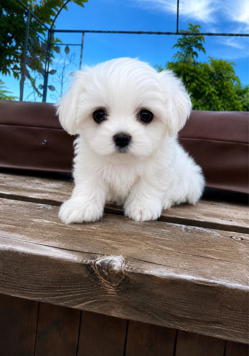 Bichon maltez mini toy