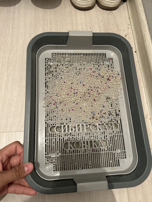 Шотландски котенок