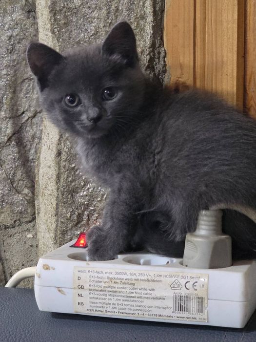 Търся дом на това коте. Град Варна.